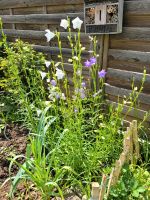 Glockenblumen weiß und lila Baden-Württemberg - Wendlingen am Neckar Vorschau