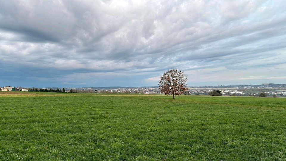 Wiesengrundstück Großbettlingen gesucht in Großbettlingen