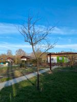 Pflaumenbaum zu verschenken Hessen - Baunatal Vorschau
