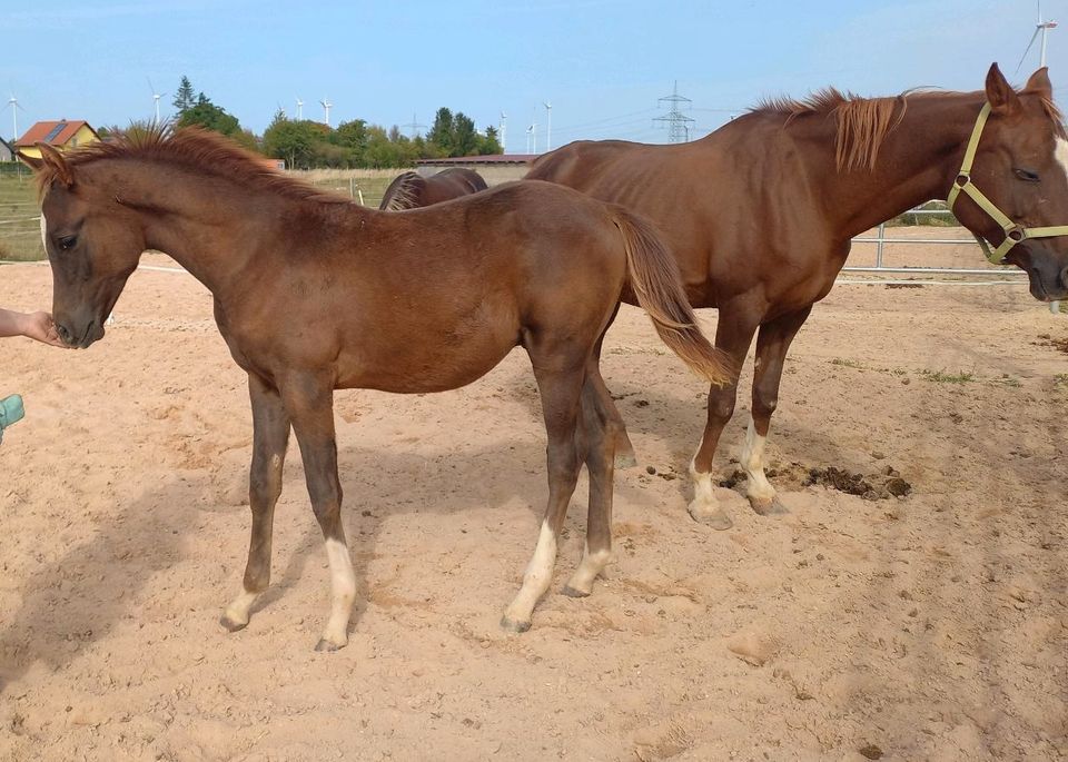 Vollblutaraber Dunkelfuchs Jährling Hengst 4x weiß Warmbluttyp in Hochborn