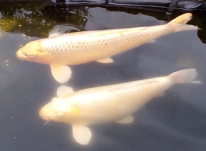 2 große Kois und Fische zu verkaufen 1 Koi Gelb für 250 Euro in Salzgitter