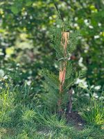 Leyland-Zypresse Heckenpflanze Sichtschutz Hecke Nordrhein-Westfalen - Waldbröl Vorschau