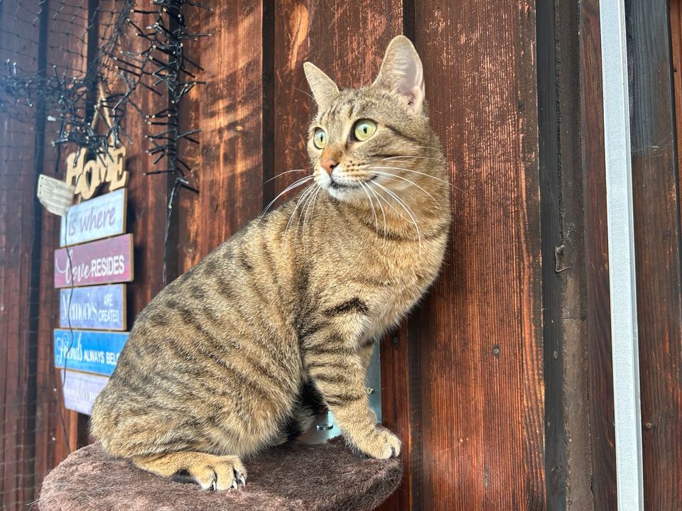 Tiger, tabby, sucht neues Zuhause in München