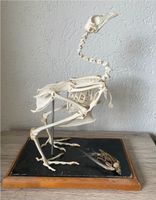 Skelett Huhn Sachsen - Thum Vorschau