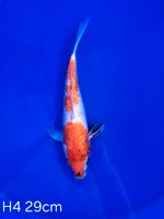 Koi Ginrin Showa 29cm H4-59 Nordrhein-Westfalen - Wadersloh Vorschau