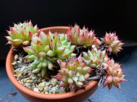 Echeveria agavoides Rain Star Frankfurt am Main - Niederursel Vorschau