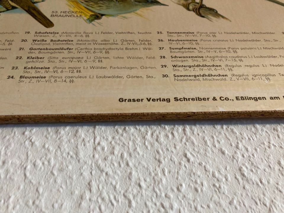 Lehrtafel/Schulwandbild Einheimische Singvögel in Schwarzach am Main