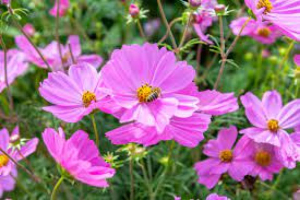 Cosmea-Jungpflanzen, einjährige hohe Gartenblume in Chemnitz