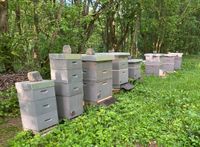 Ableger Bienen Buckfast Königin aus 2024 auf Dadant Leipzig - Holzhausen Vorschau