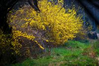 Riesige Forsythie zum Abschneiden oder Ausgraben Ostern Bayern - Neukirchen vorm Wald Vorschau