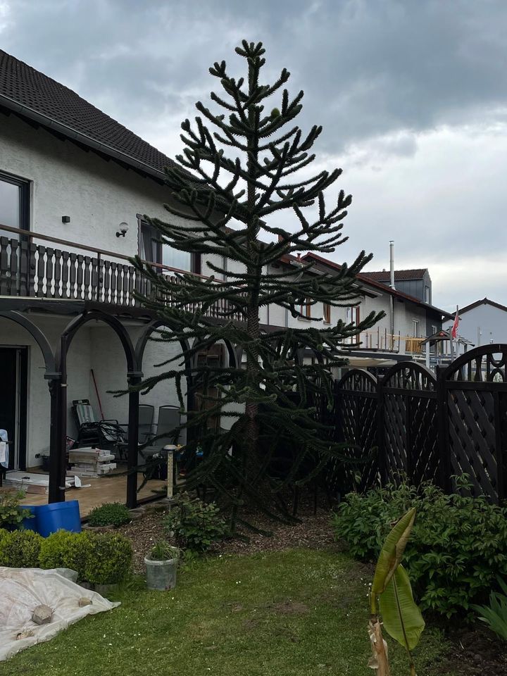 Chilenische Schmucktanne, Araucaria, Andentanne in Dieblich