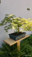 Japanischer Fächerahorn Bonsai Baden-Württemberg - Schemmerhofen Vorschau