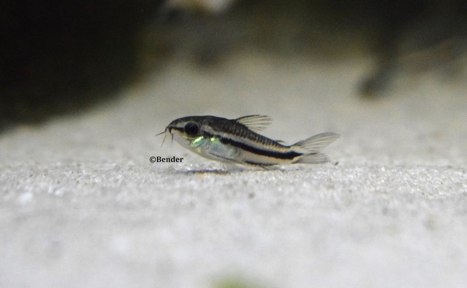 Corydoras pygmaeus in Langen (Hessen)