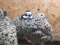 Baumwachtel Bobwhite Snowflake BE Bruteier Baden-Württemberg - Gaildorf Vorschau