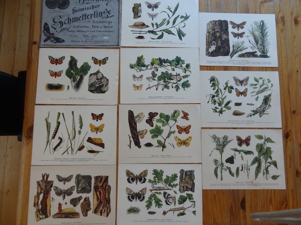 Bilder Biologien heimischer Schmetterlinge Paul Ihle um 1900 in Olpe