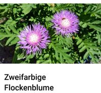 Zweifarbige Flockenblume Baden-Württemberg - Freiburg im Breisgau Vorschau