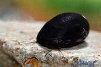 Neritina pulligera / Helmschnecke Nordrhein-Westfalen - Löhne Vorschau