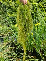 Hornkraut für Teich Bayern - Senden Vorschau