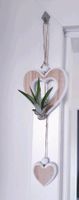 Luftpflanze Airplant mit Wandhalter aus Holz Schleswig-Holstein - Schuby Vorschau