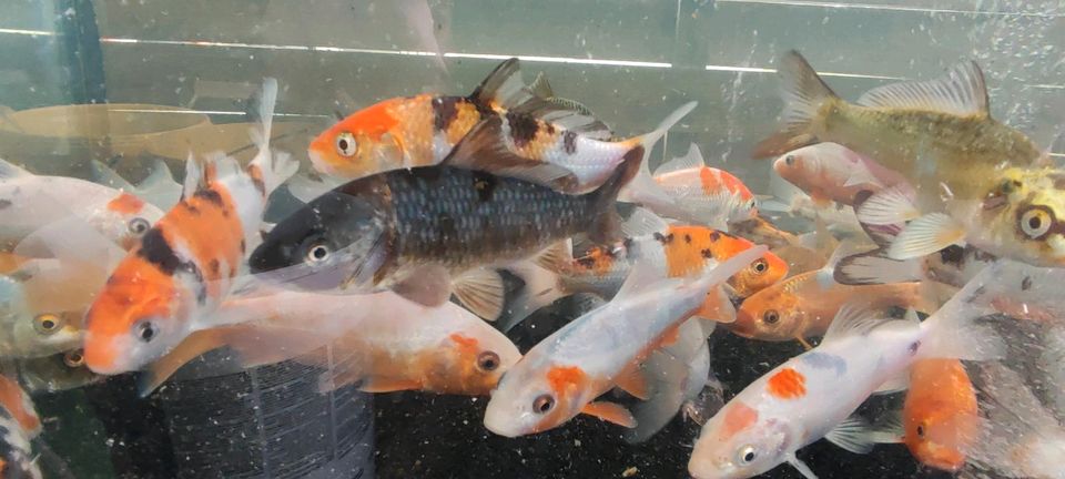 Koi Teichfische Fische Zierfische Farbkarpfen Karpfen Kois in Ilsede