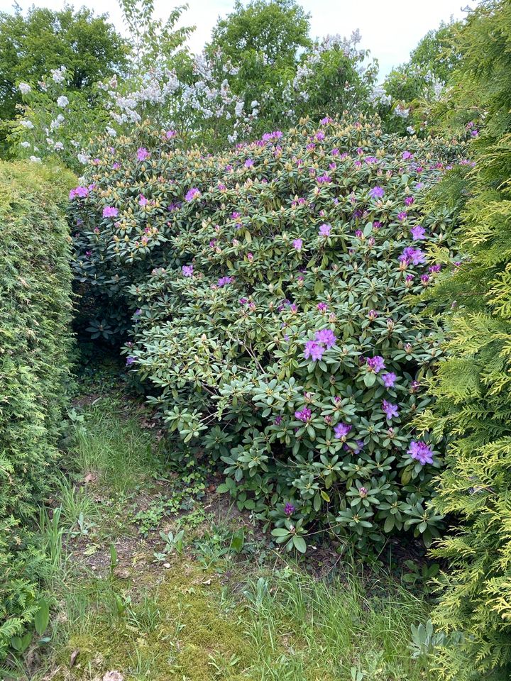 Rhododendren zum selber Ausgraben in Wolfsburg