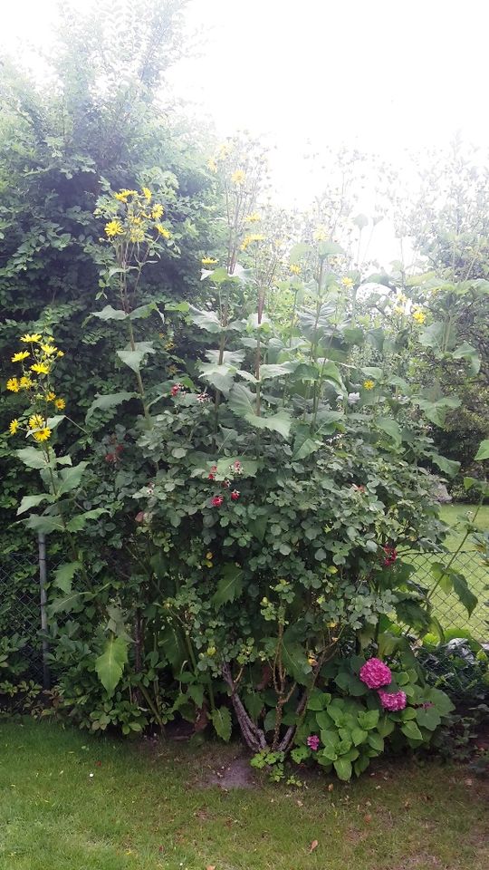 Große gelbe Blumen, Riesige Gartenblumen, Sichtschutz, Pflanzen in Berlin