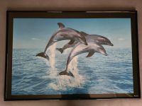 Delfine Bild mit Rahmen Bayern - Augsburg Vorschau