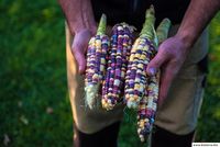 Zuckermais Rainbow Inca Samenfest alte Sorten München - Altstadt-Lehel Vorschau