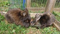 Tierschutz - Kaninchen suchen ein neues Zuhause Nordrhein-Westfalen - Blankenheim Vorschau