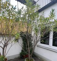 Oleander 2 Stk. zu je 100€ VB//Gefüllte Blüten Bayern - Reisbach Vorschau