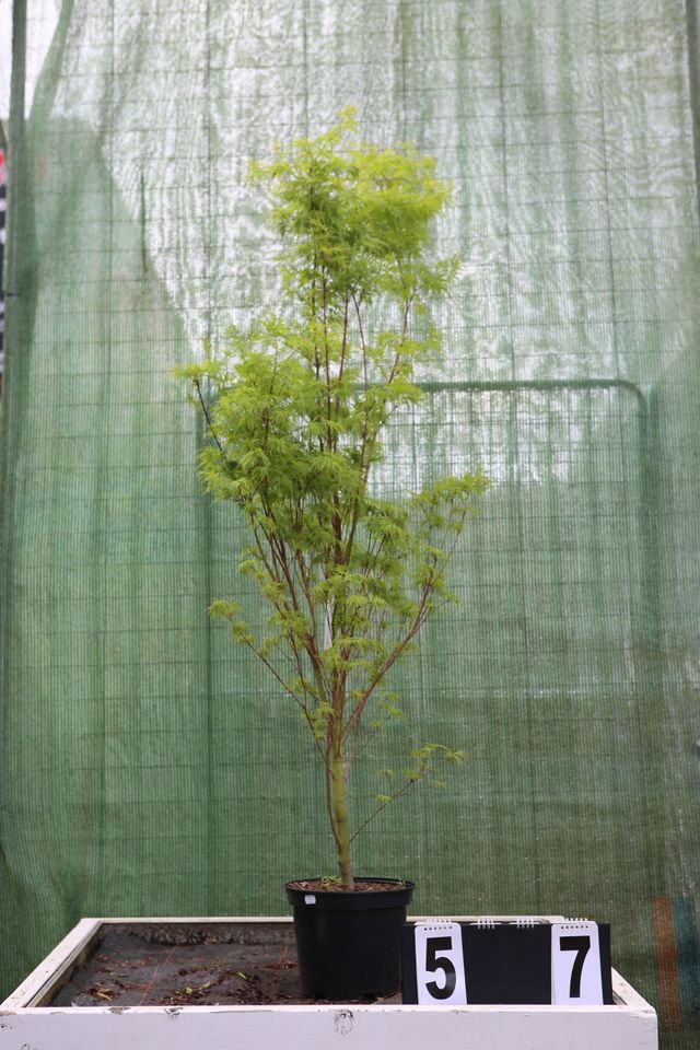 Acer palmatum ´Seiryu´ 57 in Dietzhölztal