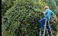 Formschnitt Hecken Schönschnitt Gartenarbeit Brandenburg - Schönefeld Vorschau