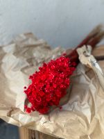 Rote Glixia Trockenblumen Köln - Kalk Vorschau