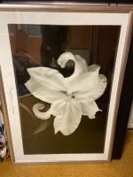 Kunstdruck Schwarz weiß Blüte mit Rahmen ca. 75x110 cm Bayern - Kaufering Vorschau