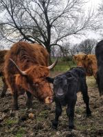 verkaufe Highland/Aubrac Kühe mit Kalb bei Fuß, Färsen, Absetzer Schleswig-Holstein - Barsbüttel Vorschau