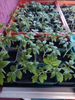 Tomaten Pflanzen, Rot, gelb, grün, schwarz Nordrhein-Westfalen - Kall Vorschau