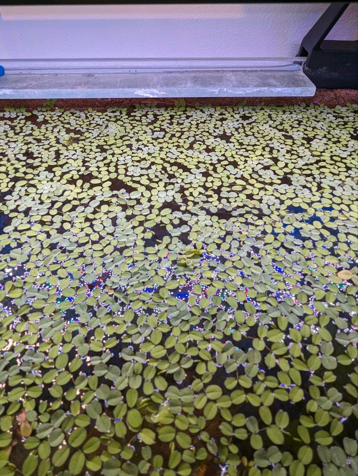 Salvinia auriculata Kleinohriger Schwimmfarn Schwimmpflanzen in Köln