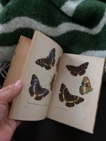 Das kleine Schmetterlingsbuch. Kolorierte Stiche von Jakob Hübner Frankfurt am Main - Westend Vorschau
