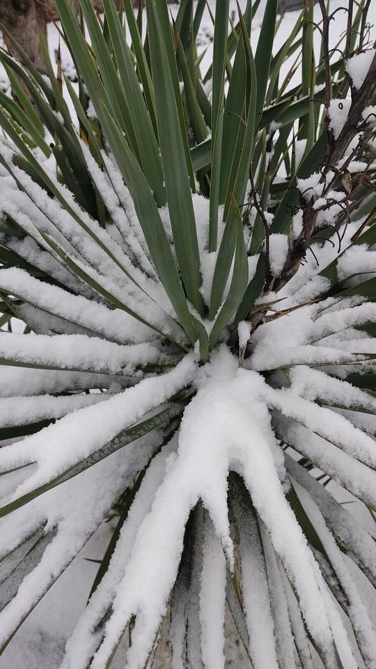 Yucca Palme Freilandpalme Pflanze winterhart bis ca -30°C Garten in Hannover
