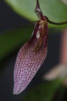 Restrepia tsubotae Orchidee Blüte Blockkultur Vitrine Masdevallia Sachsen - Pegau Vorschau