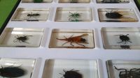 Insekten Sammlung in Kunstharz Ameise Käfer Spinnen Skorpione Thüringen - Pössneck Vorschau