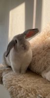 zwei Kaninchen in artgerechte Haltung abzugeben Baden-Württemberg - Vaihingen an der Enz Vorschau