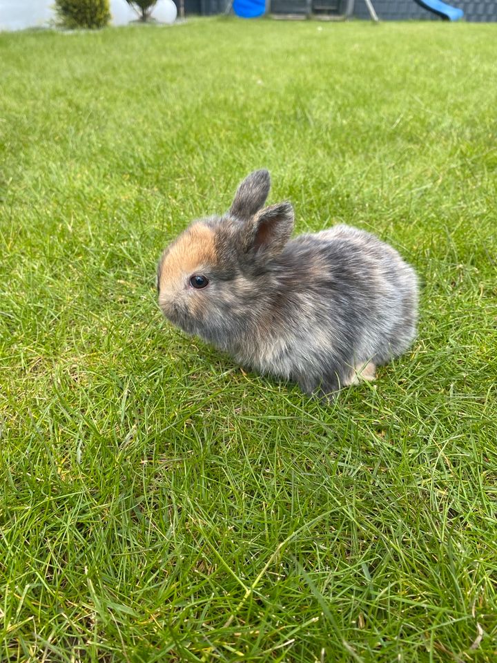 ❤️ Zwergkaninchen Babys Farbzwerg Löwenkopf❤️ in Ronnenberg