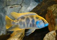 Verschiedene Malawi Barsche Aquarium Baden-Württemberg - Marbach am Neckar Vorschau