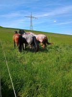 Pferde Stellplatz Rheinland-Pfalz - Becherbach Vorschau