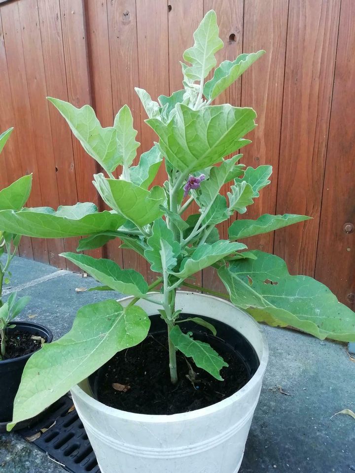 30 x Samen Eierbaum weiße Früchte  Pflanze Aubergine Gemüse in Dürrhennersdorf