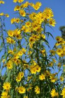 Sonnenblume Helianthus gelbe Blüten Staude winterhart Niedersachsen - Katlenburg-Lindau Vorschau