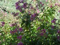 Lagerstroemia. Flieder des Südens. Busch ca 100 cm Hessen - Leun Vorschau