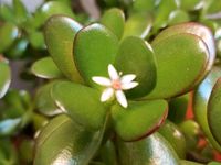 2 Stück Pfennigbaum/Geldbaum (Crassula ovata) ab Sachsen - Zwenkau Vorschau