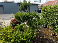 Bonsai Formgehölz Zypresse / Lebensbaum Niedersachsen - Oldenburg Vorschau